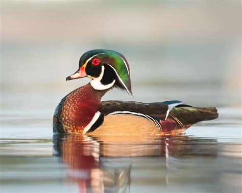 Wood Duck Showing Off That Gorgeous Breeding Plumage R