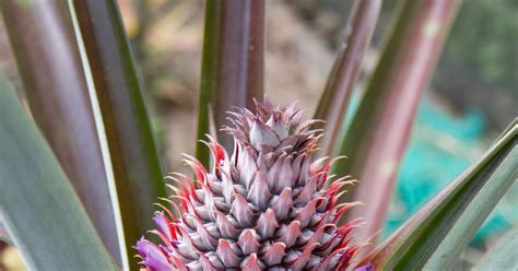 Justdreaminparadise Pineapple Bromeliad