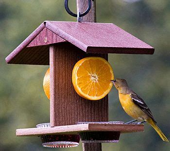 Maybe you would like to learn more about one of these? how to make an oriole jelly feeder - Google Search | Oriole bird feeders, Bird house feeder ...
