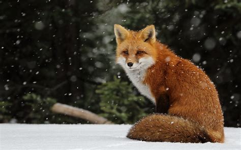 Foxes Wallpapers 62 Images