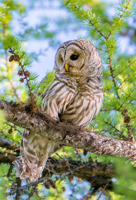 Barred Owls Photonews Magazine