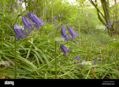 Native English Bluebells In Woodland Stock Photo Alamy