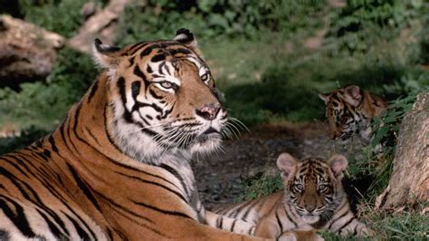 Nepal Becomes First Country To Double Its Tiger Population GK Digest