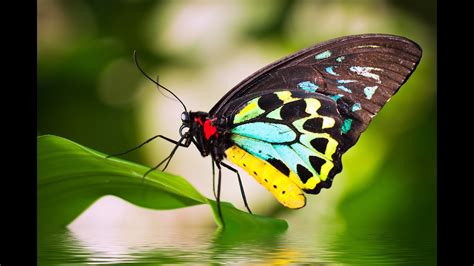 Beautiful Butterflies Relaxing Music And Nature Sounds Youtube