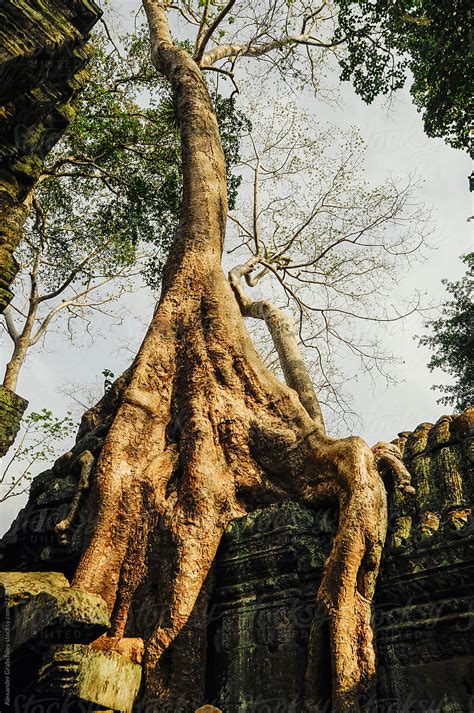 Giant Fig Tree In Cambodia By Stocksy Contributor Alexander