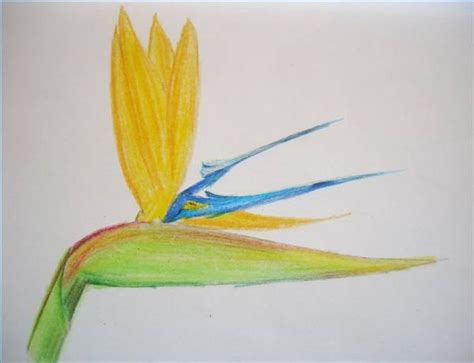 How to draw a hawaiian flower. How to Draw Hawaiian Flowers Step by Step | eHow