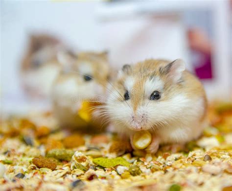 Tiny Roborovski Dwarf Hamsters For Sale As Pets In Street Market One