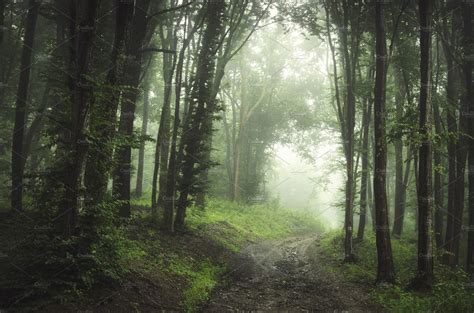 Road Through Enchanted Foggy Forest Nature Stock Photos Creative Market