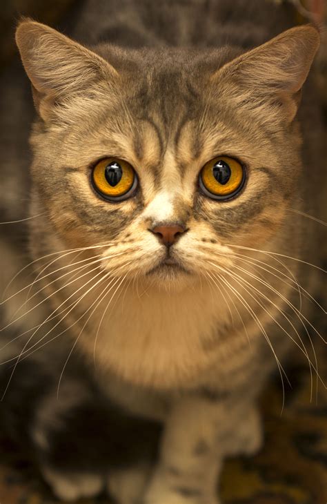 Fotos Gratis Ver Animal Mascota Pelaje Retrato Gatito Fauna De