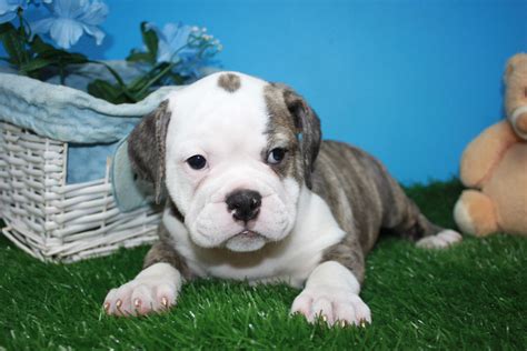 Beabull Puppies For Sale Long Island Puppies