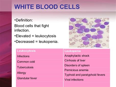 What Causes An Elevated White Blood Cell Count Proquestyamahaweb