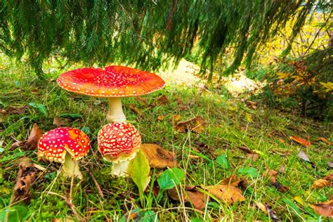 Beautiful Wild Mushroom Amanita On A Green Meadow In A Dense