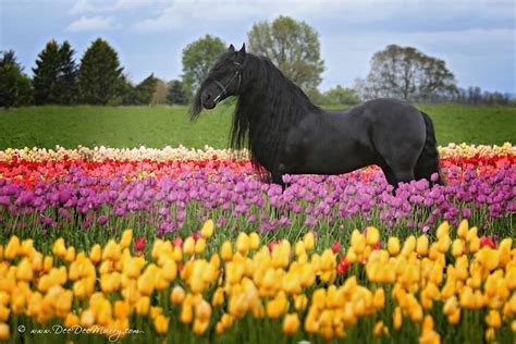 Tulip Feild Big Horses Horses Friesian Horse