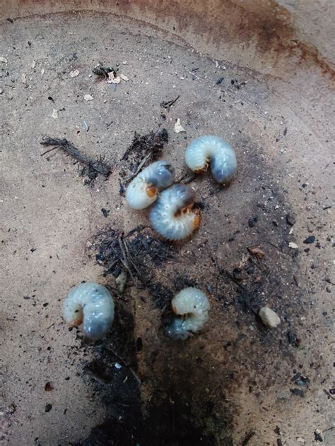 What Will Those Grubs Turn Into Rinsects