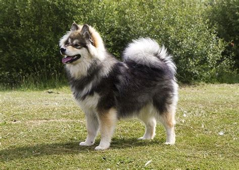 Finnish Lapphund A Spitz Breed With A Medium Sized Stature