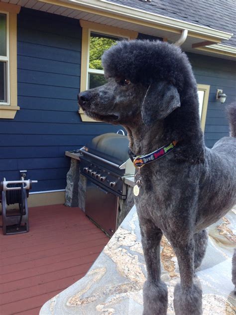 Wanted Pictures Of Poodles With Shaved Ears Page 2 Poodle Forum