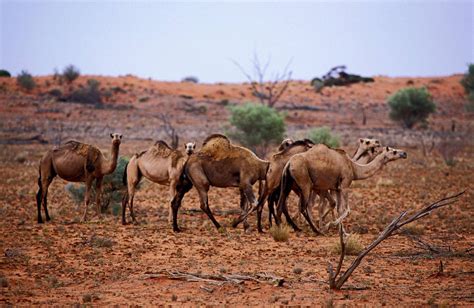 australian state to begin mass cull of feral camels
