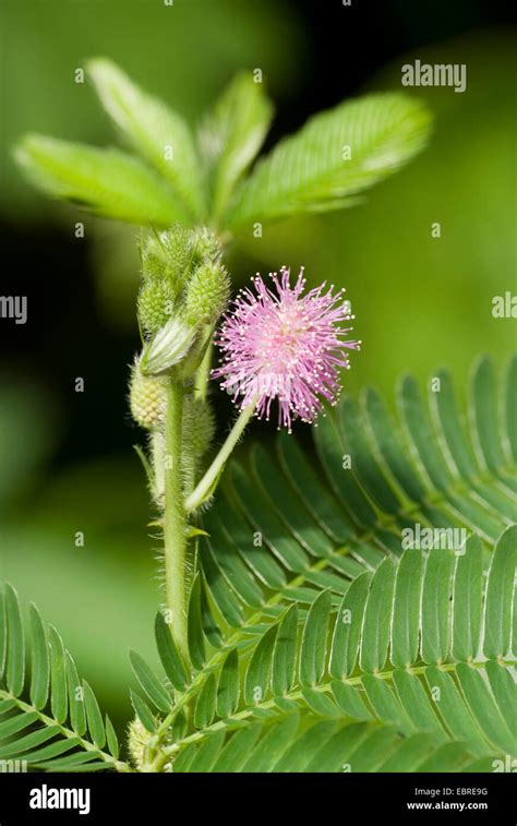 Sensitive Plant Mimosa Pudica Plant Hi Res Stock Photography And Images