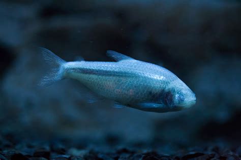 Mexican Tetra Blind Cave Fish Astyanax Mexicanus Carnivora