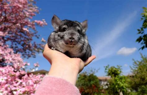How Much Do Chinchillas Cost All You Need To Know