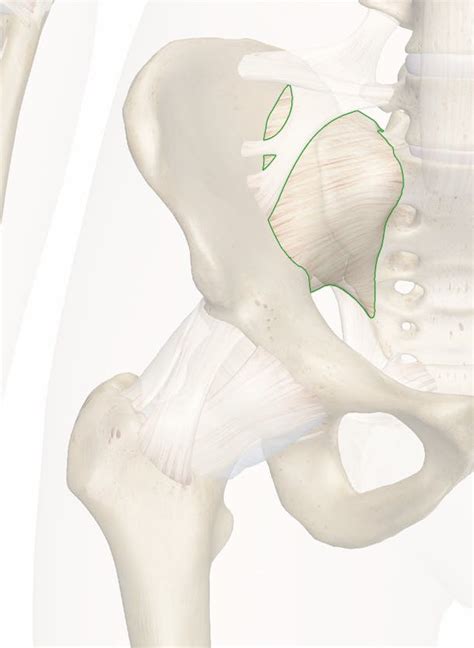 The Anterior Sacroiliac Ligament Anatomy And 3d Model