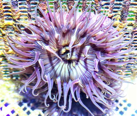 Beautiful Anemones Reef2reef Saltwater And Reef Aquarium Forum
