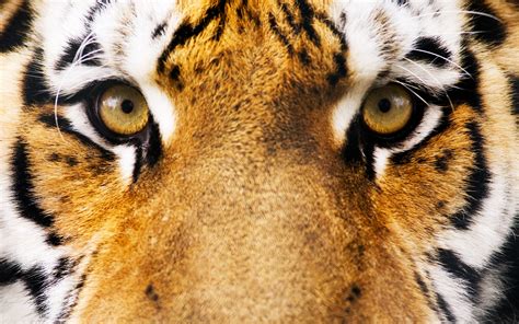 Wallpaper Animals Eyes Tiger Wildlife Fur Big Cats