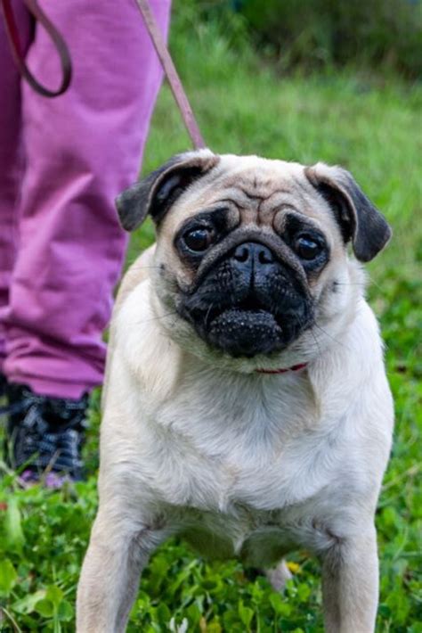 Portrait Healthy Purebred Cute Pug Outdoors In Nature On A Sunny Day