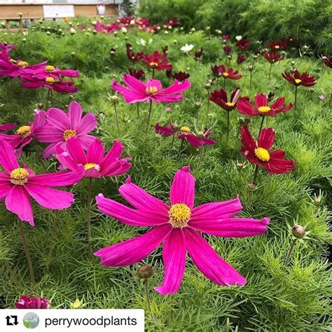 Our Bedding Plants House Is Full Of Cosmos Cosmos Is An Easy To Grow