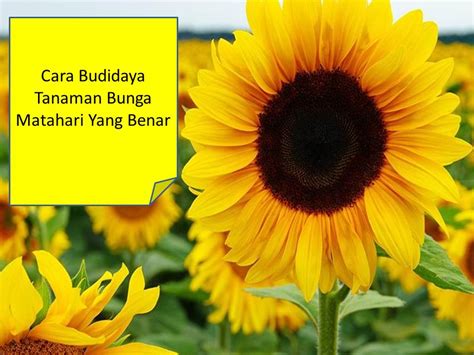 Bunga matahari selain enak dimakan sebagai camilan sehat juga memiliki prospek bisnis yang baik. Cara Budidaya Tanaman Bunga Matahari Yang Benar - Jual ...