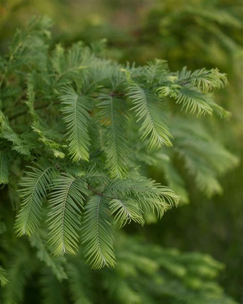 The 18 Best Conifers For Landscaping Thats Beautiful All Year Long