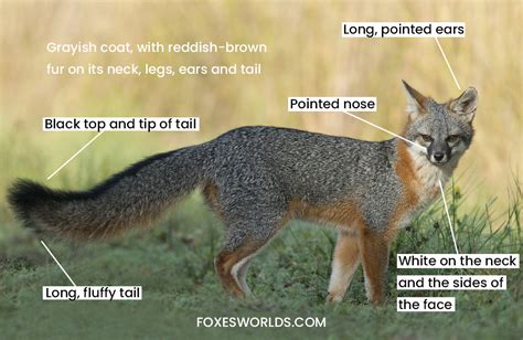 Anatomygrayfox Fox Facts And Information