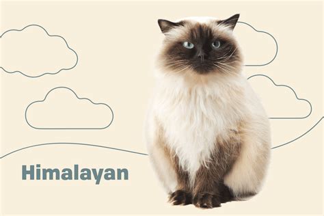 Himalayan Colorpoint Persian Cat Breed Information And Characteristics Daily Paws