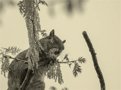 A Squirrel Praying For You Smithsonian Photo Contest Smithsonian