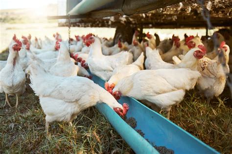How To Start Poultry Farming In Odisha Step By Step Business Plan