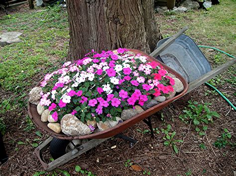 Old Wheelbarrow Planted With Impatiens Plants Garden Outdoor