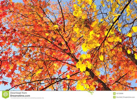 Maple Tree With Red Leaves Stock Photo Image Of Pattern Autumn