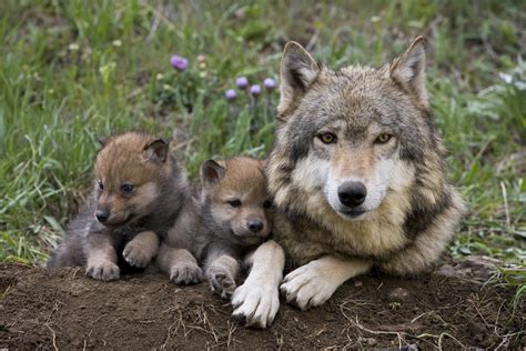 This Wolf Mom With Her Cubs R Aww
