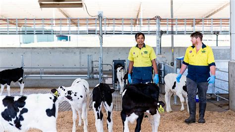 Health And Welfare Dairy Australia