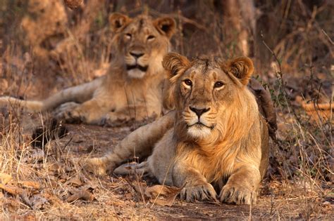 Head To Gir National Park In Gujarat To See The Asiatic Lions Roaming