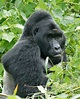 Gorilla - Wikipedia, la enciclopedia libre