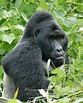 Gorilla - Wikipedia, la enciclopedia libre