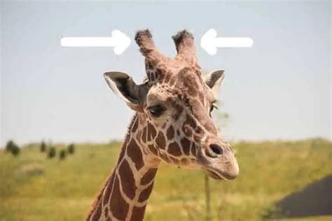 Why Do Giraffes Have Horns 6 Funny Facts The Real Reason