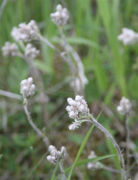 Field Pussytoes Antennaria Neglecta Mnl Heal The Earth