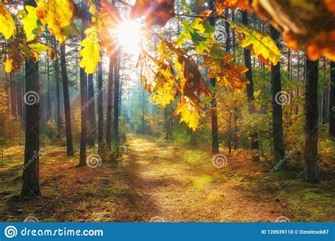 Autumn In Vivid Forest Bright Sun Through Colorful Leaves On Forest
