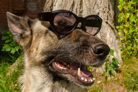 Horizontal Portrait Of Beautiful German Shepherd Dog In Sunglasses The