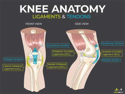 [diagram] front of the knee diagram mydiagram online
