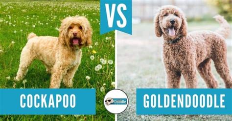 These dogs range in weight from a small 6 lbs. Cockapoo vs Goldendoodle: Which is Best for You ...