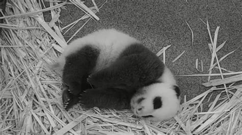 Giant Panda Cub Catching Some Zs To Getting Love Filled Cuddles From