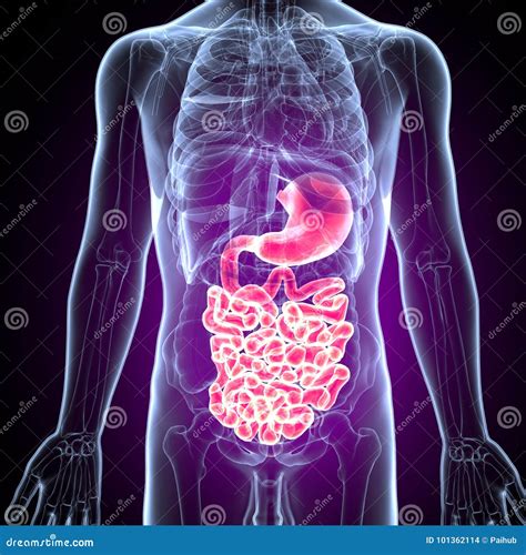 3D Illustration of Human Digestive System Anatomy Stomach with Small